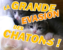 carte virtuelle homme : La grande évasion des chatons