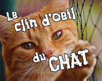 Chat clin d'oeil - carte virtuelle humoristique personnalisable
